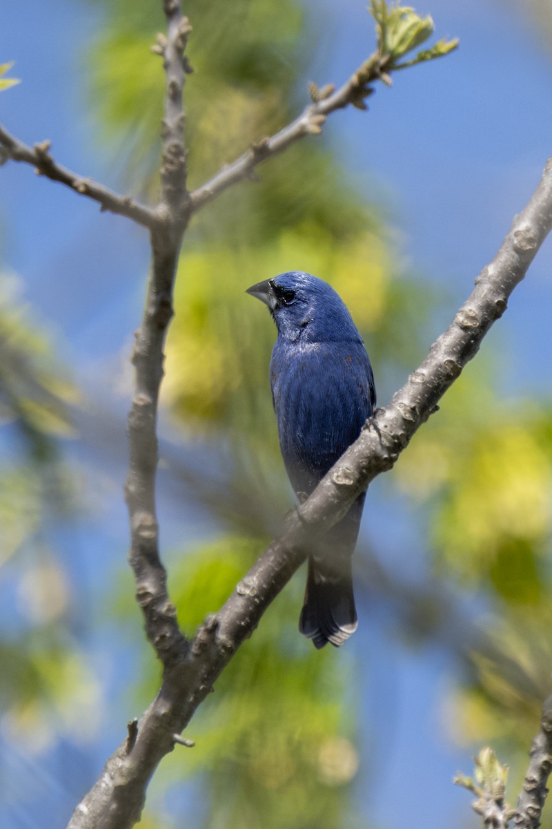 Guiraca bleu - ML439468421