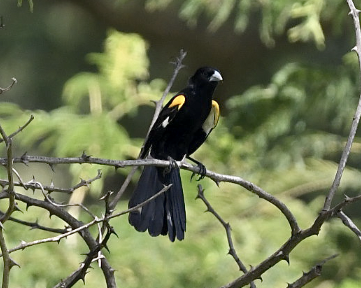 White-winged Widowbird - ML439471031