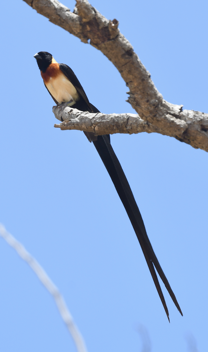 Eastern Paradise-Whydah - ML439472151