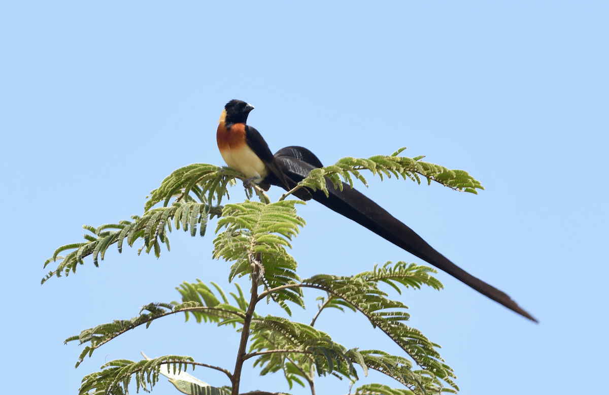 Eastern Paradise-Whydah - ML439472191