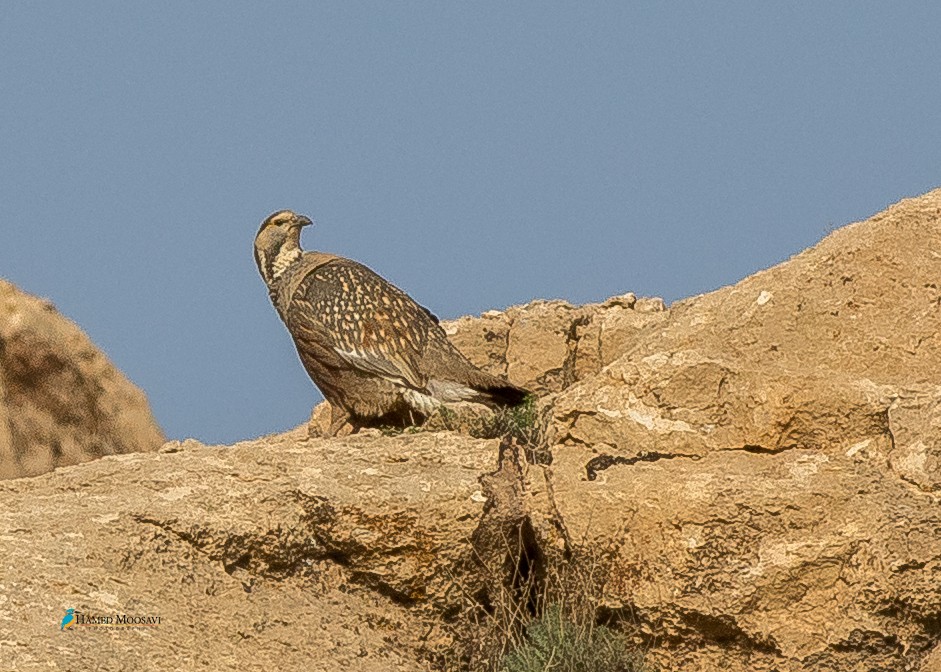 Caspian Snowcock - ML439472591