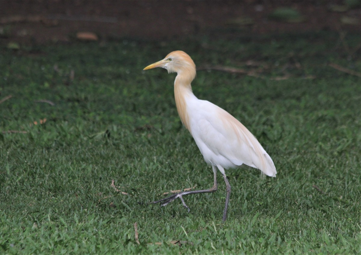 Eastern Cattle Egret - ML439472891