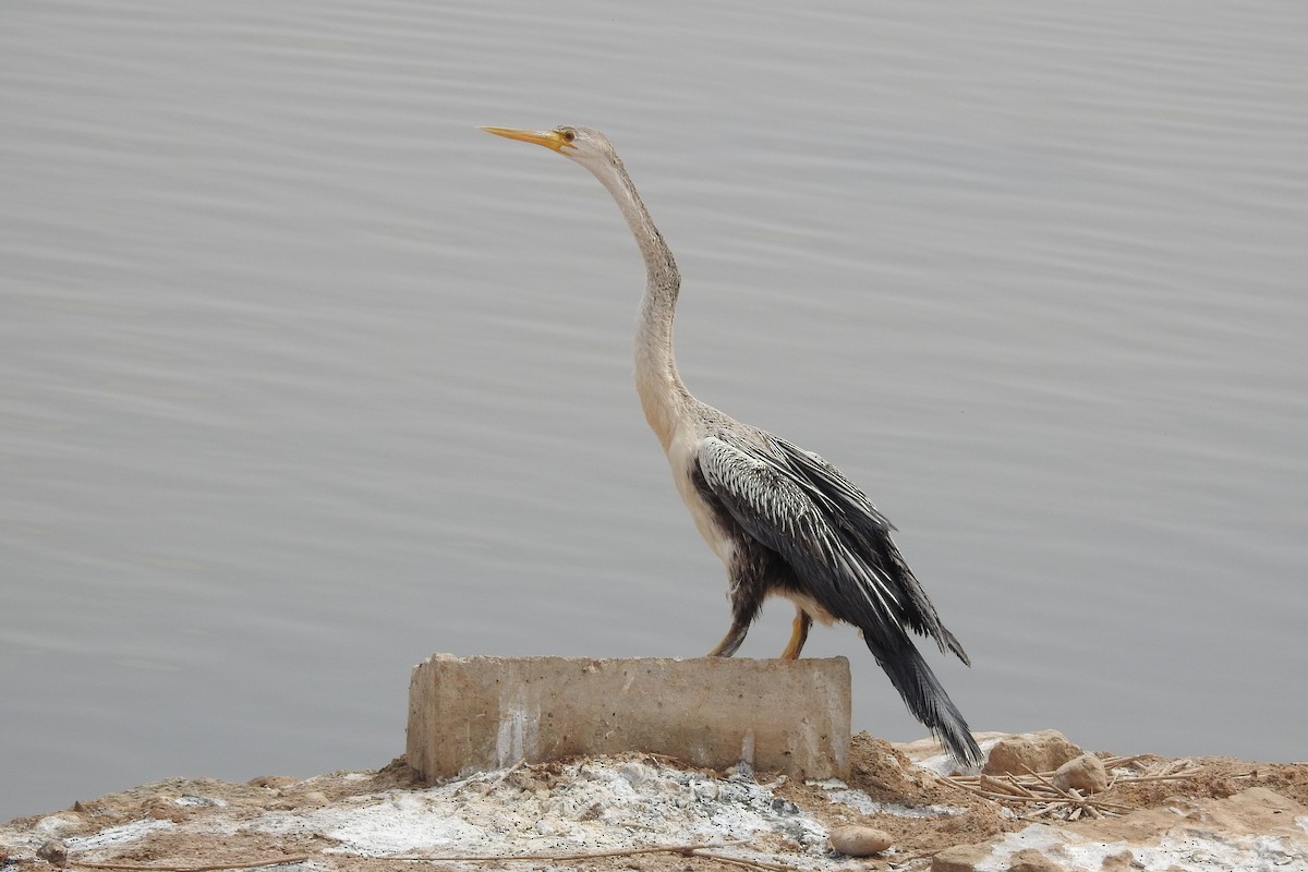 African Darter - ML439473121