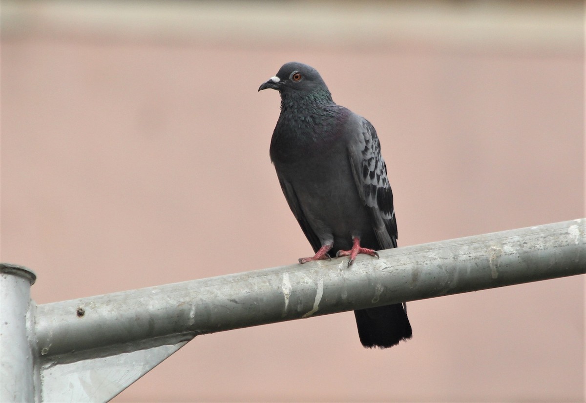 Rock Pigeon (Feral Pigeon) - ML439473341