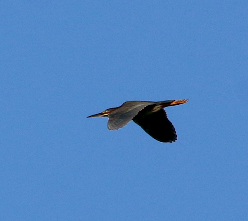 Green Heron - ML439473361