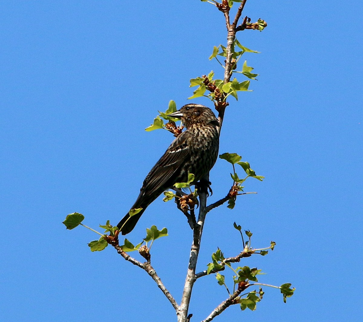 Red-winged Blackbird - ML439474001