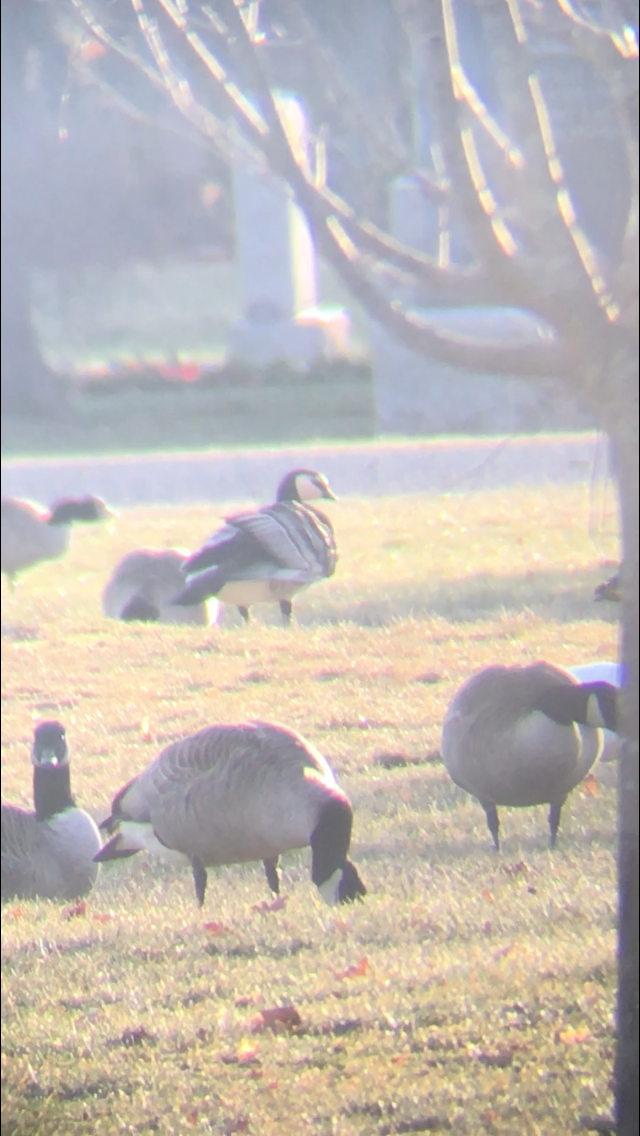 Barnacle Goose - ML43947441