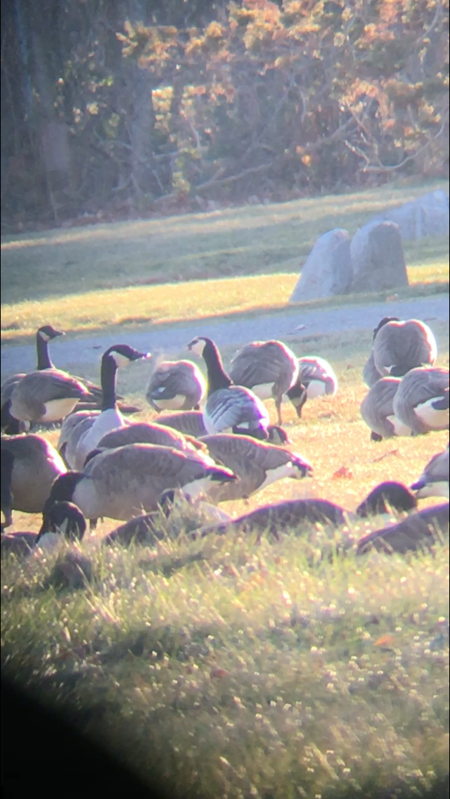 Barnacle Goose - ML43947451