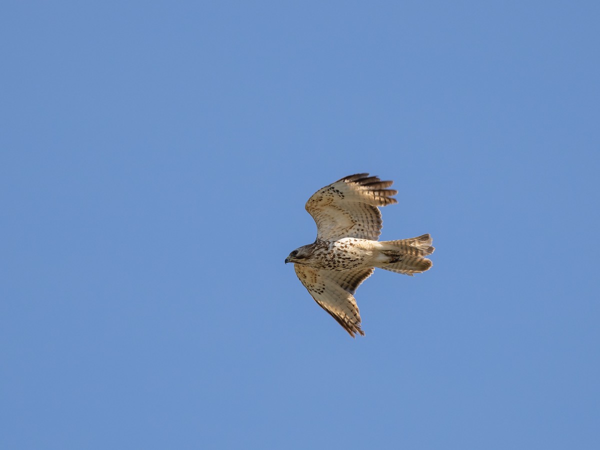 Red-shouldered Hawk - ML439474641