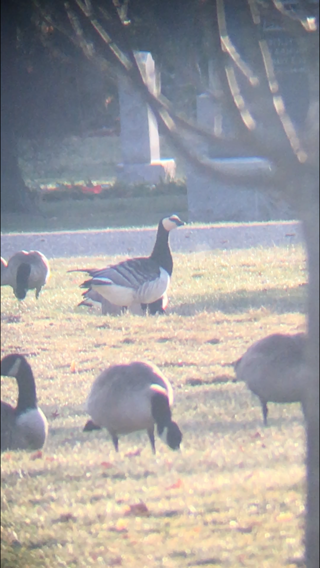 Barnacle Goose - ML43947471