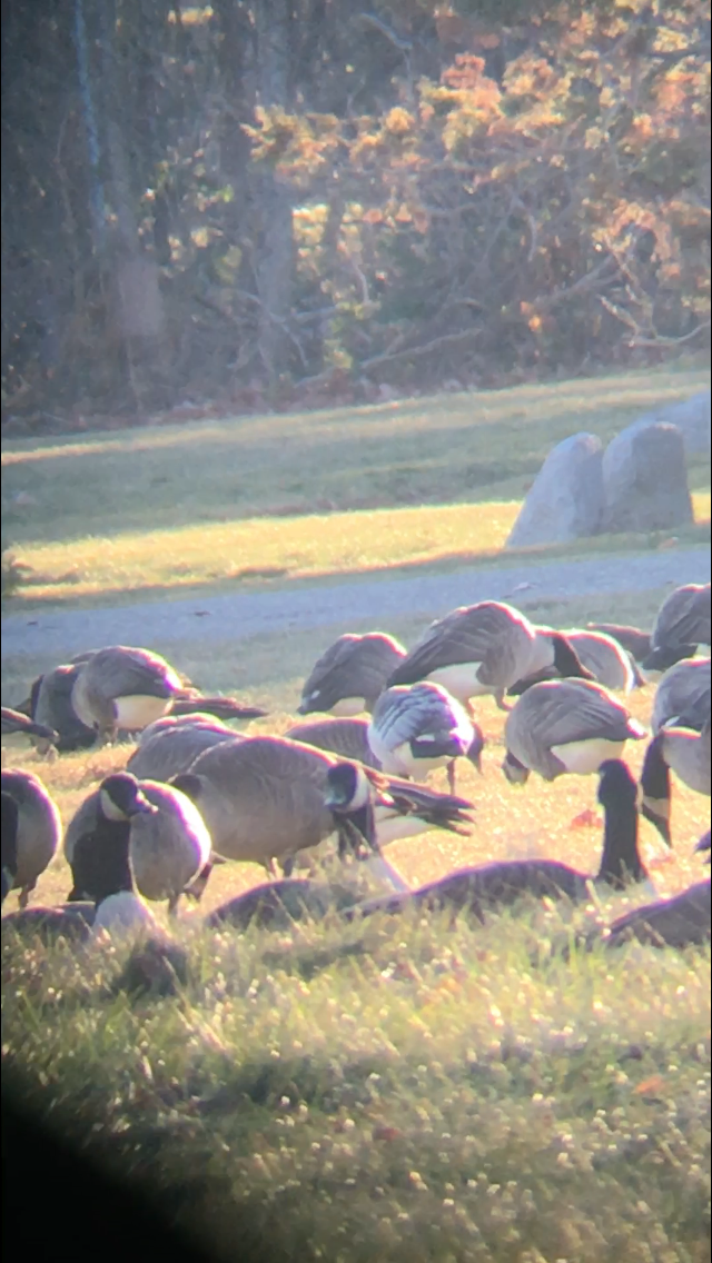 Barnacle Goose - ML43947481