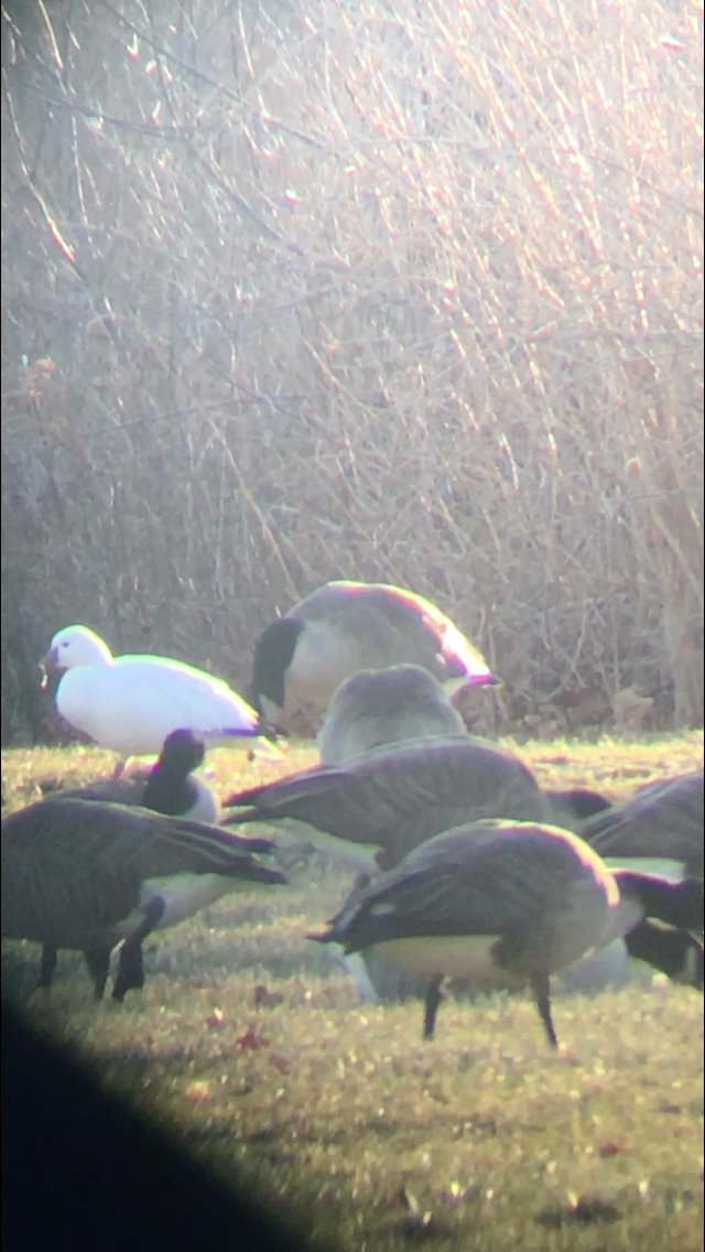 Ross's Goose - ML43947491