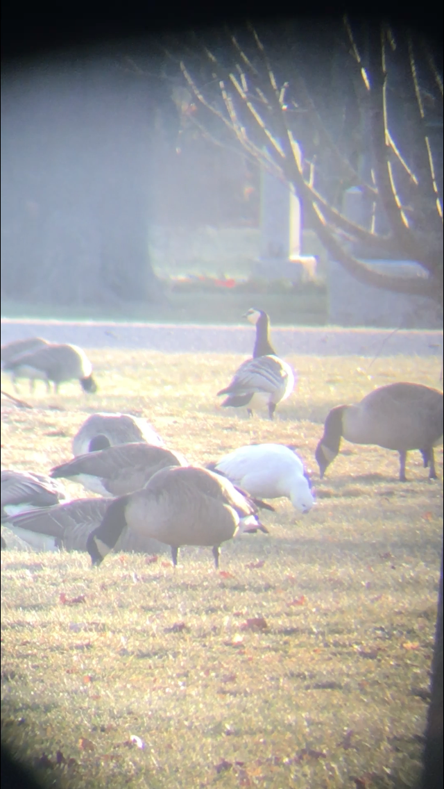 Ross's Goose - ML43947501