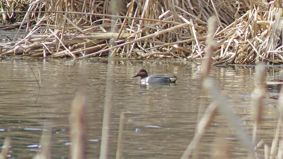 Green-winged Teal - ML439475511