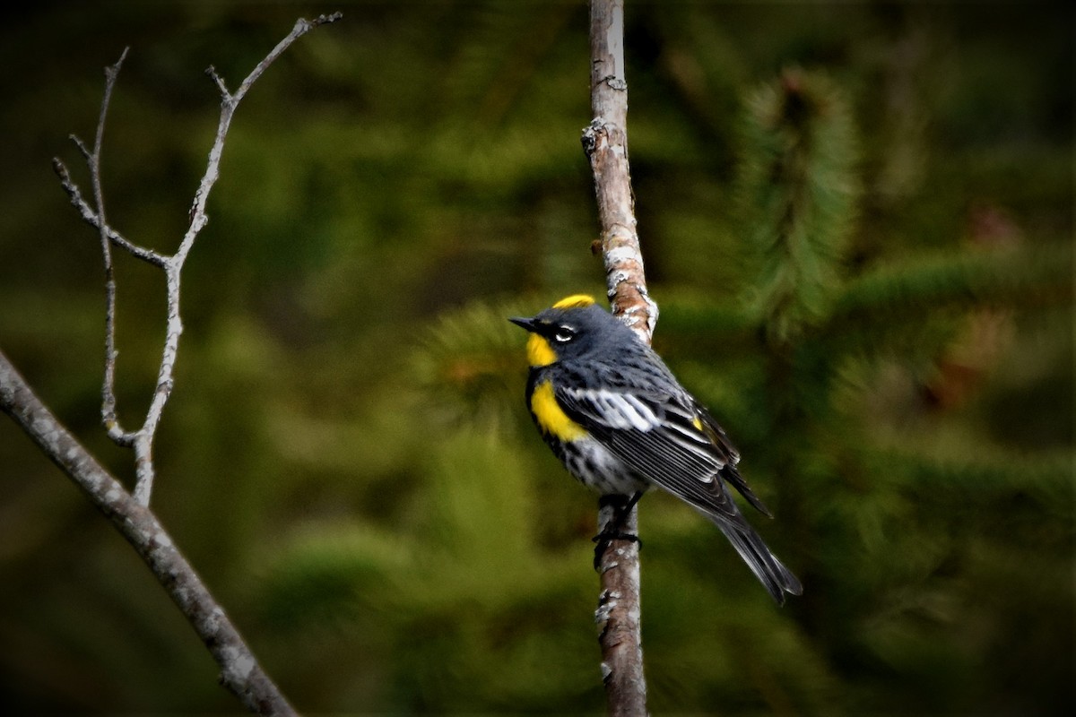 Yellow-rumped Warbler - ML439475681