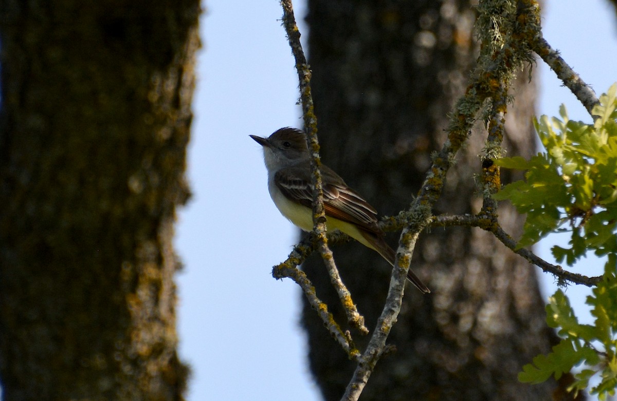 Ash-throated Flycatcher - ML439476091