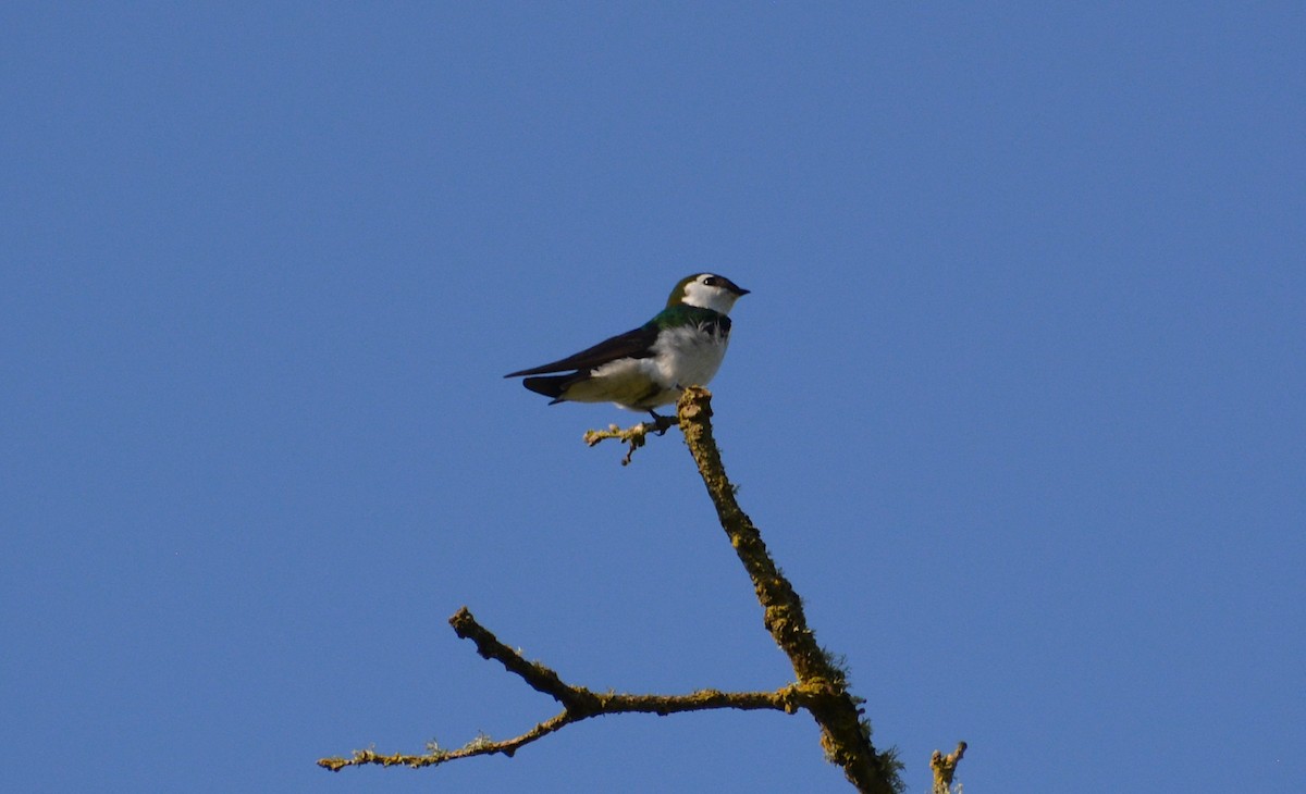 Violet-green Swallow - ML439476131