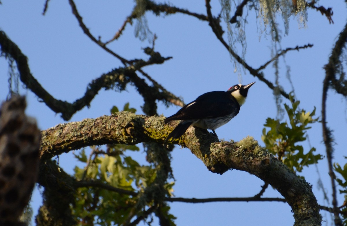 Acorn Woodpecker - ML439476211