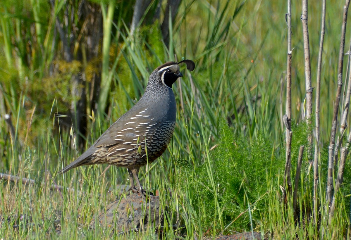 California Quail - ML439476531