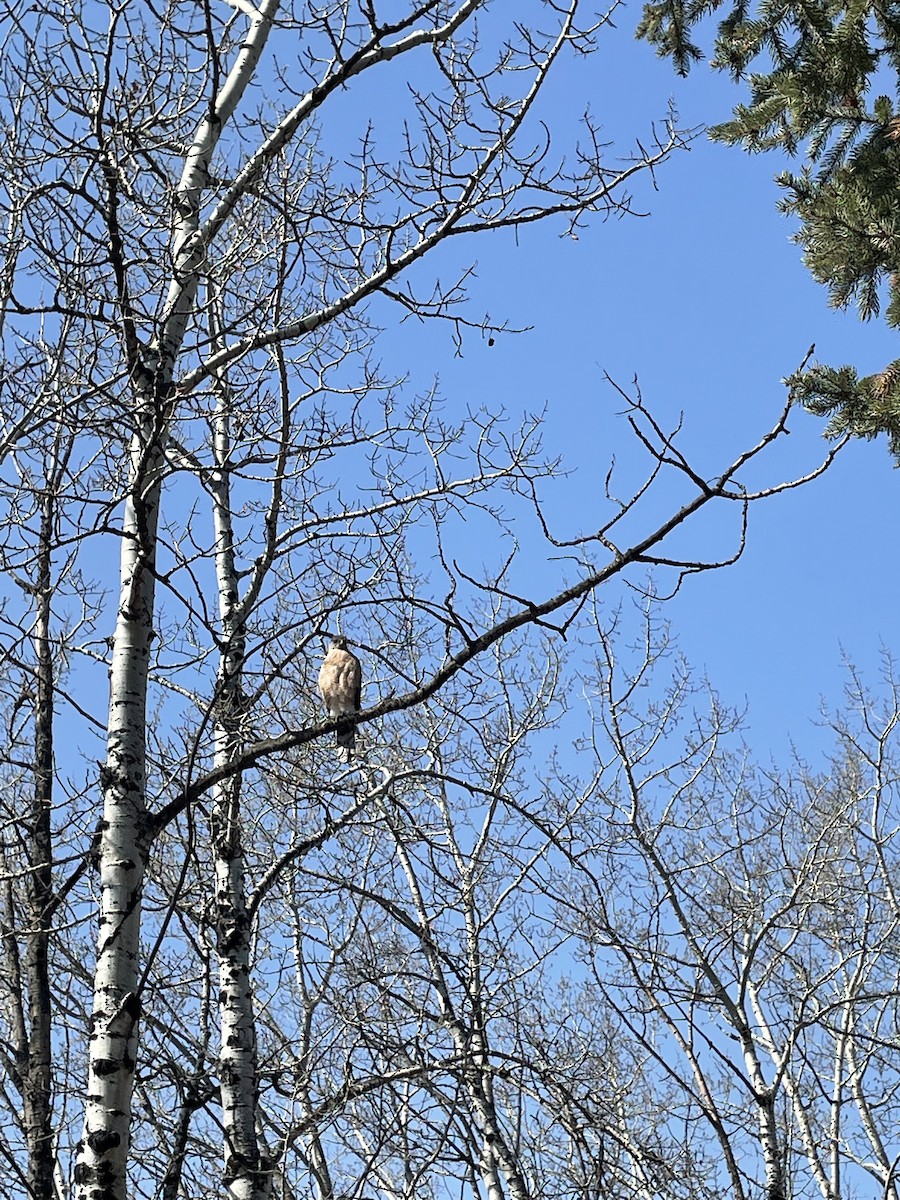 Cooper's Hawk - ML439477311