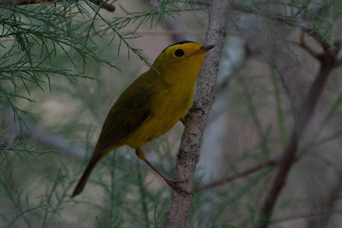 Wilson's Warbler - Mark Syvertson