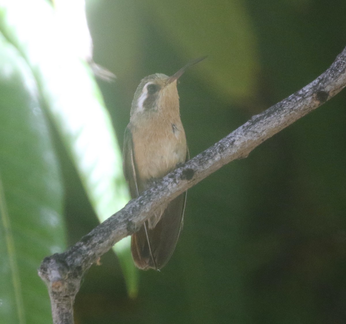 Colibrí de Xantus - ML439478961