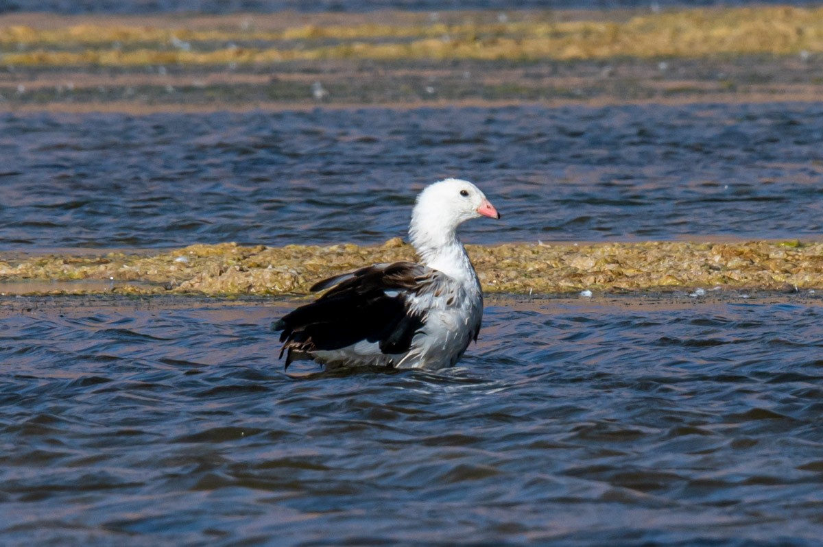 Andean Goose - ML439481091