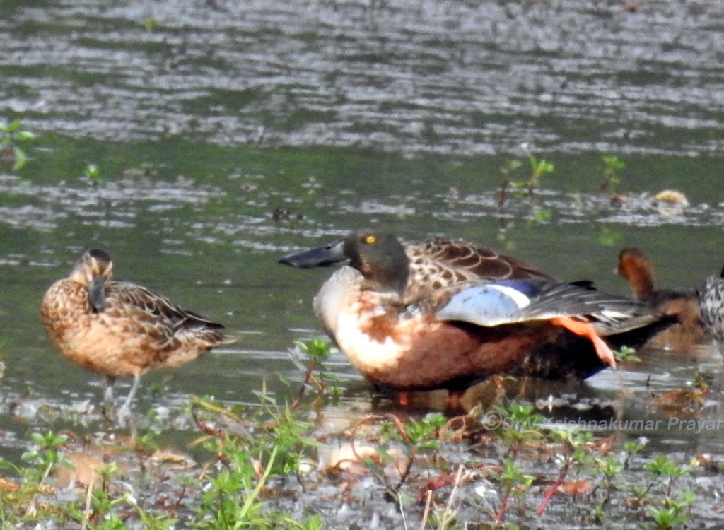 Northern Shoveler - Dr.Krishna kumar. V