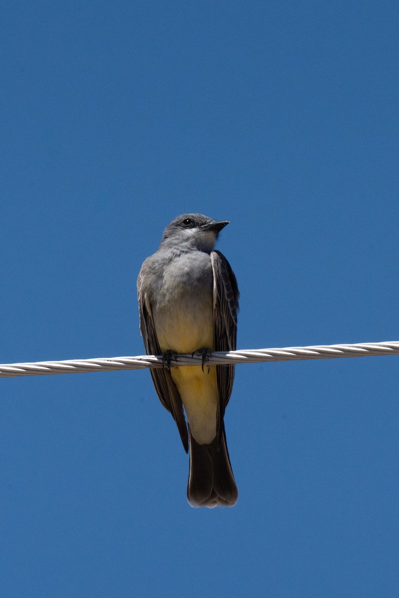 Western Kingbird - ML439481801