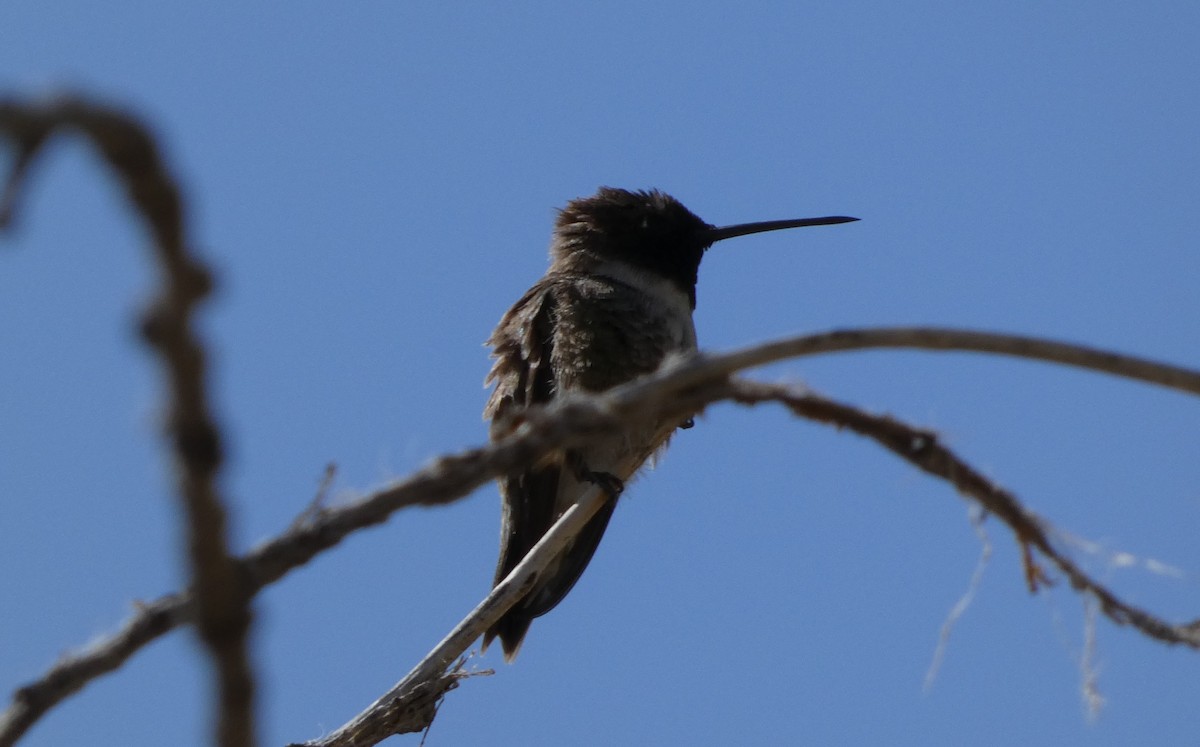 Black-chinned Hummingbird - ML439483351