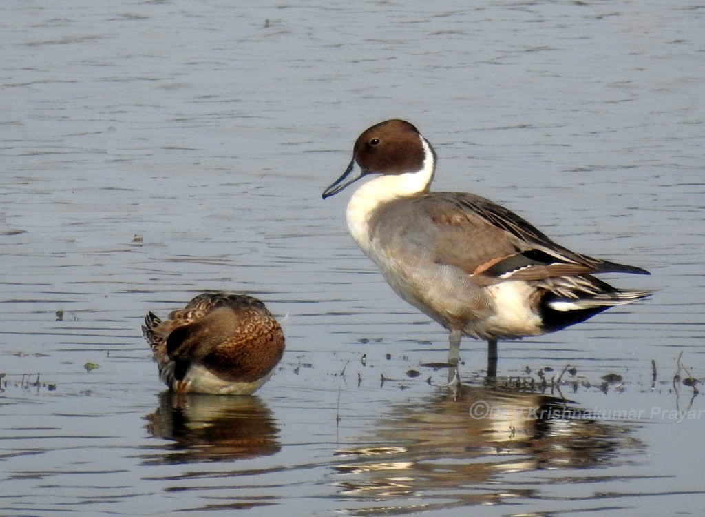 Northern Pintail - Dr.Krishna kumar. V