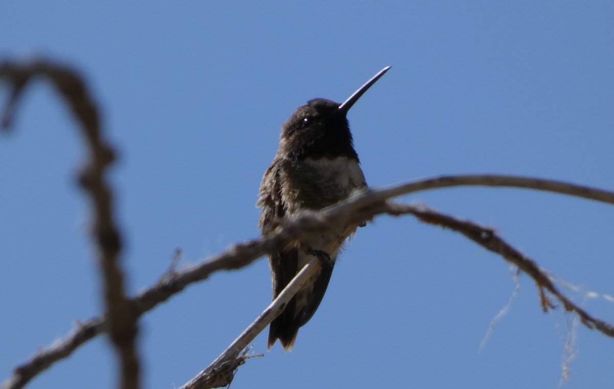 Black-chinned Hummingbird - ML439484041