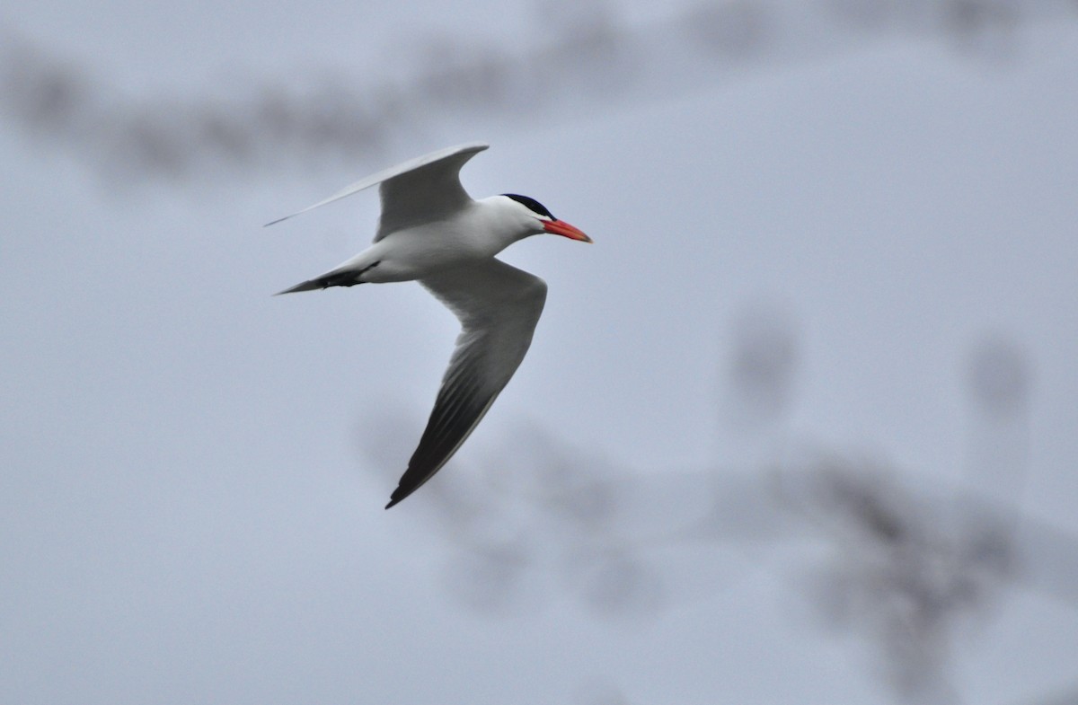 Caspian Tern - ML439484051