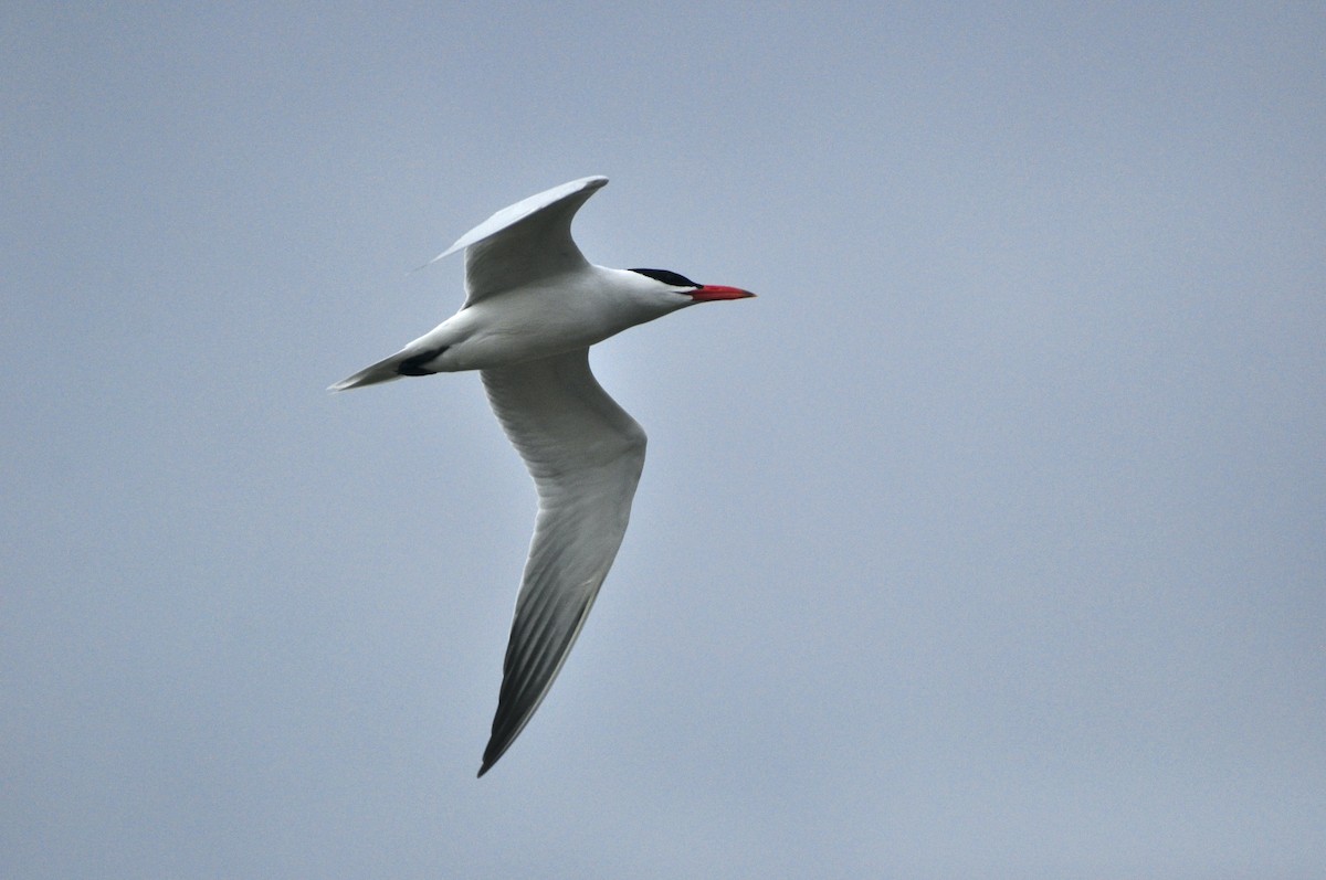 Caspian Tern - ML439484061