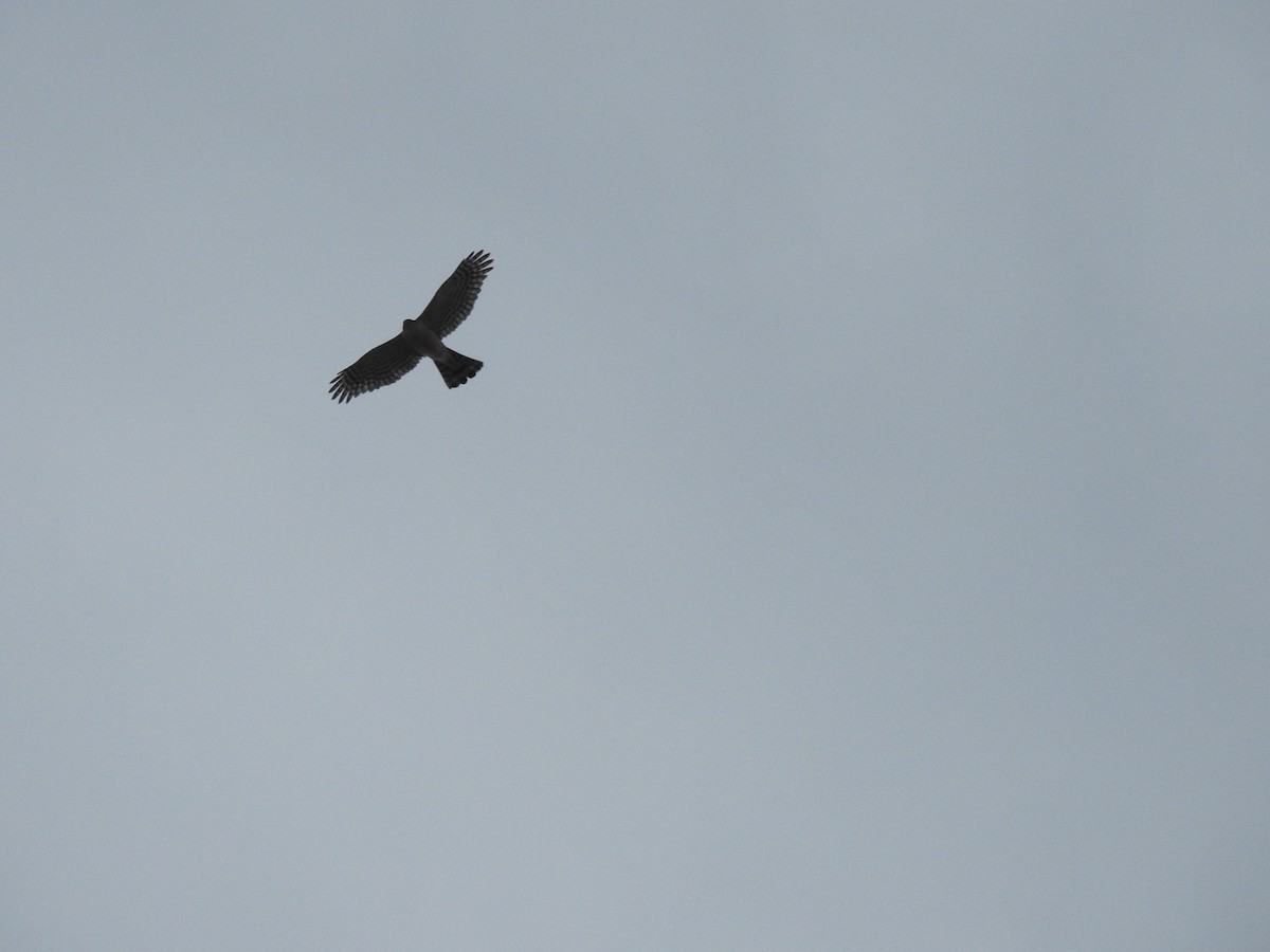 Cooper's Hawk - ML439484891