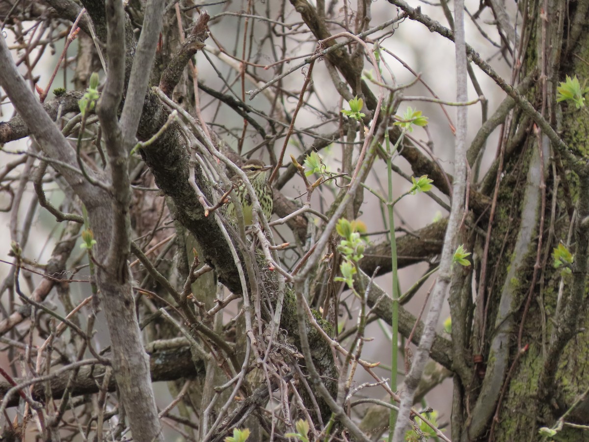 Northern Waterthrush - Kevin Cronin