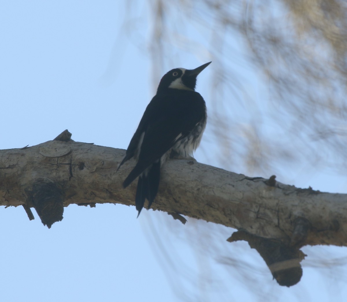 Acorn Woodpecker - ML439487901