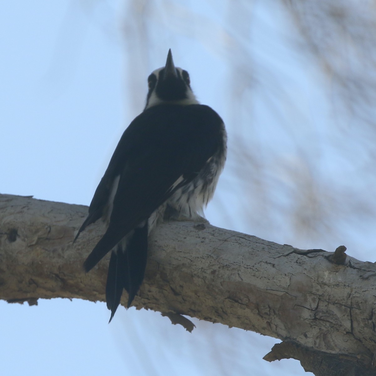 Acorn Woodpecker - logan kahle