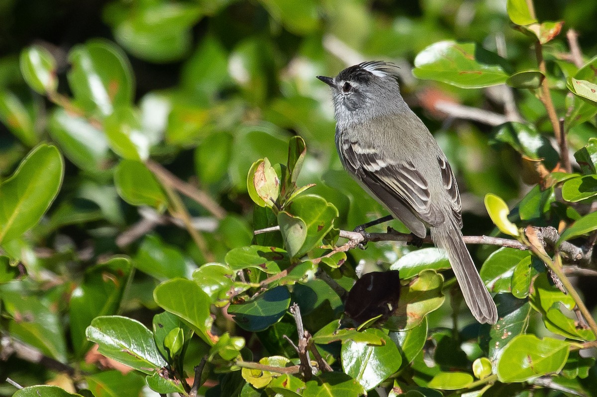 White-crested Tyrannulet (Sulphur-bellied) - ML439491361