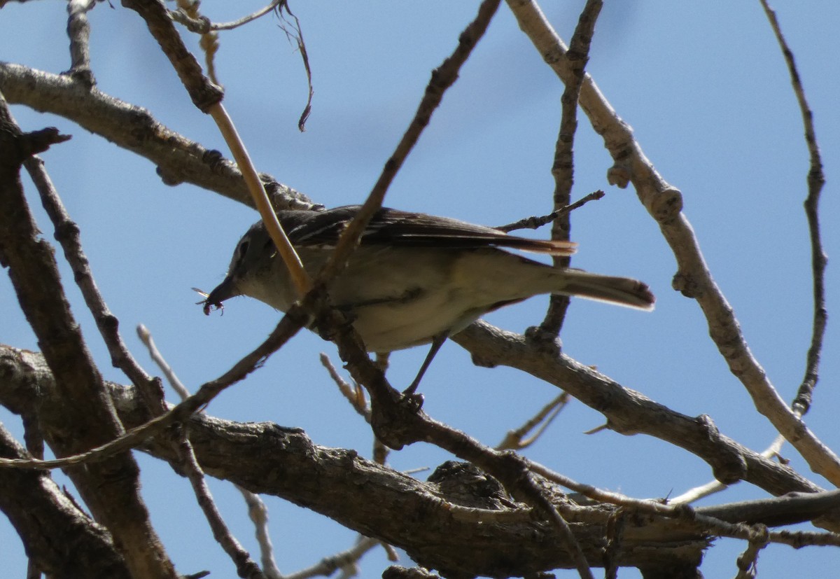 Plumbeous Vireo - Joshua C'deBaca