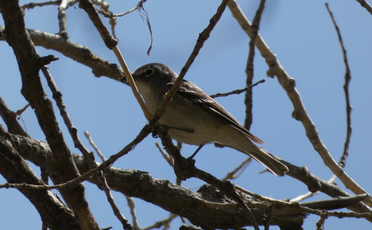 Plumbeous Vireo - ML439492361