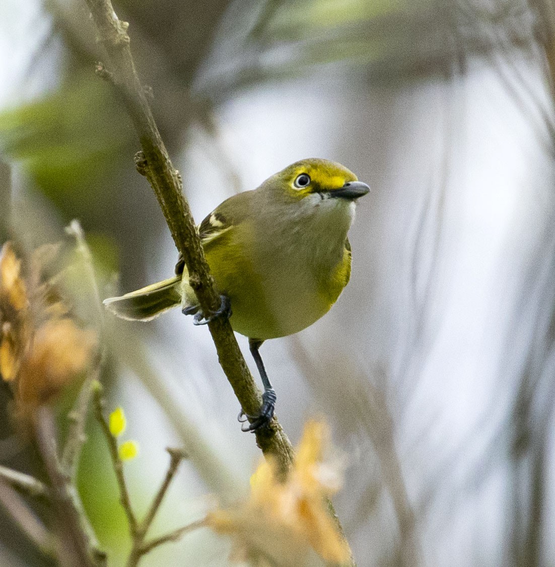 White-eyed Vireo - ML439493131