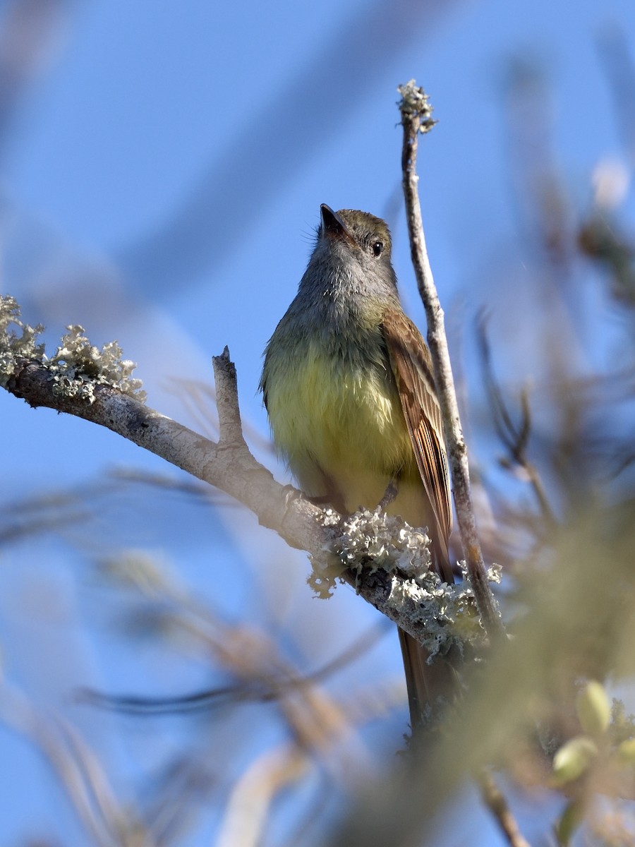 Great Crested Flycatcher - ML439493201