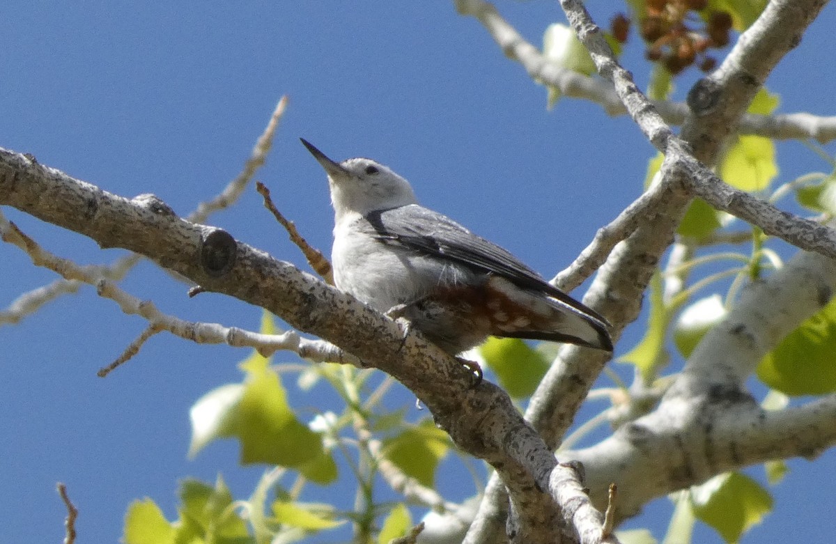 White-breasted Nuthatch (Interior West) - ML439494931