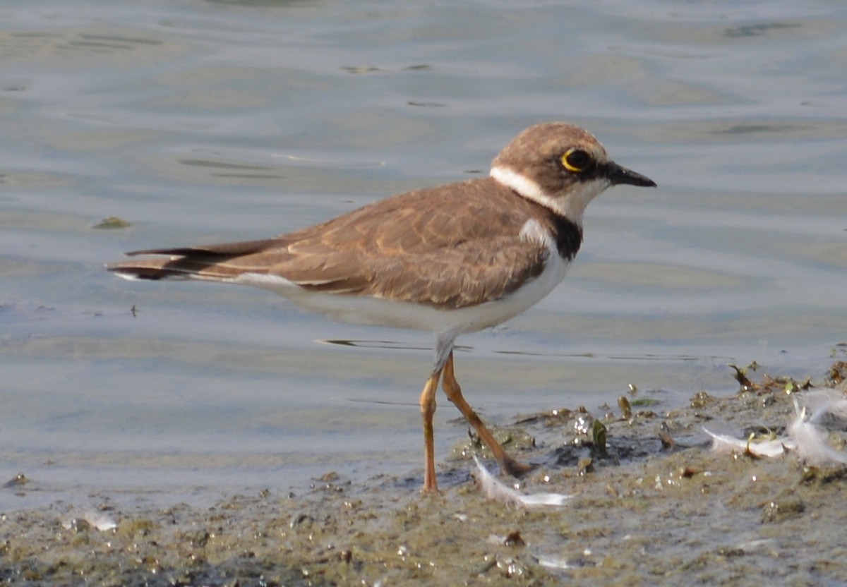 Little Ringed Plover - ML43949541