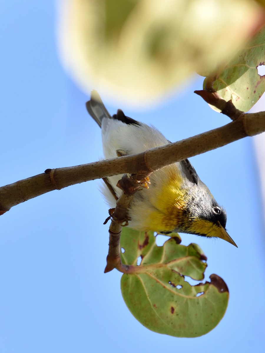 Northern Parula - ML439496301