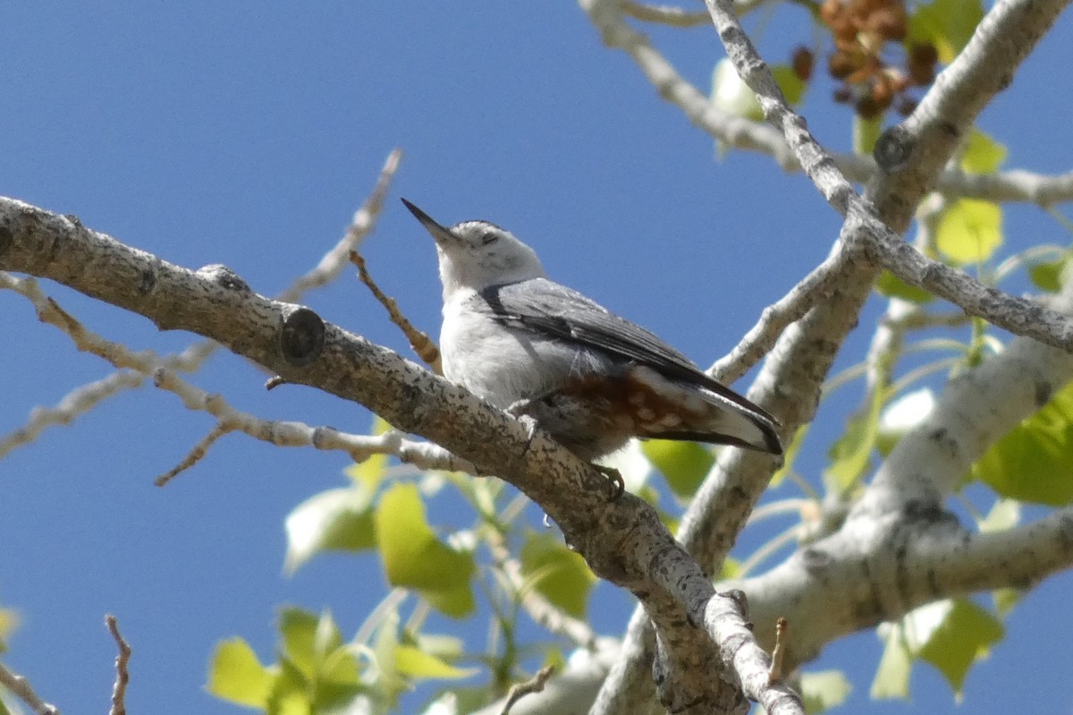 White-breasted Nuthatch (Interior West) - ML439496391