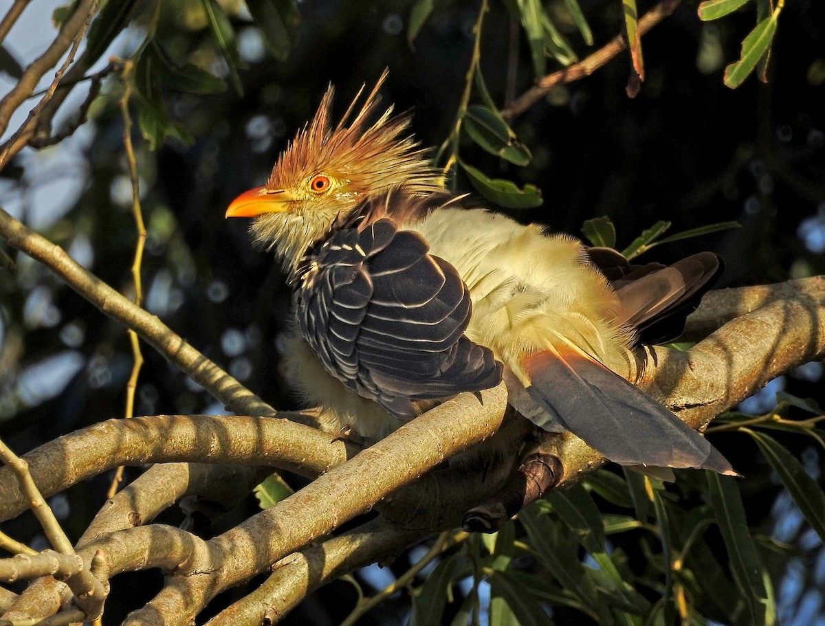 Guira Cuckoo - ML439496581