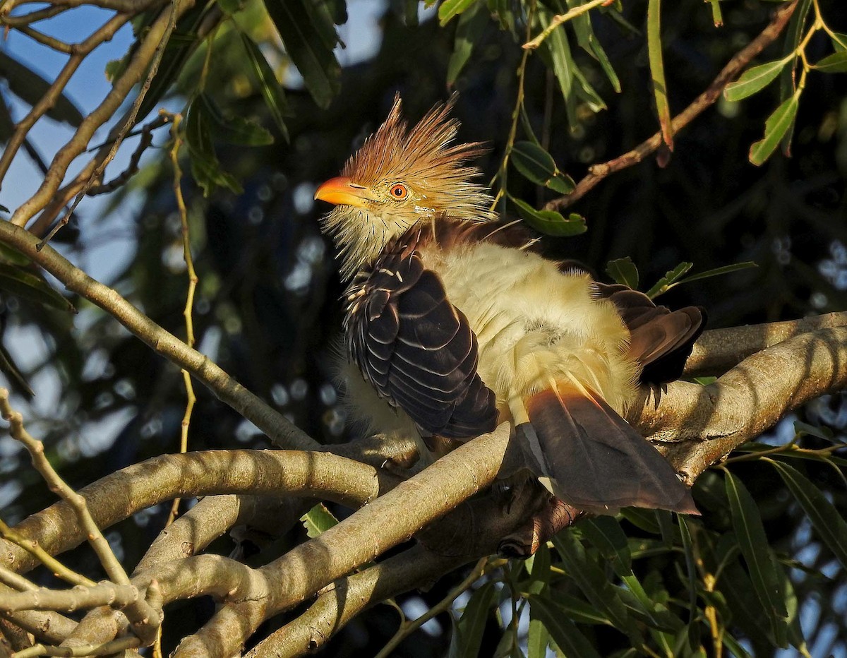 Guira Cuckoo - ML439496591