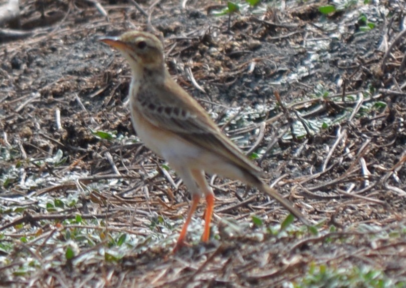 Paddyfield Pipit - ML43949671